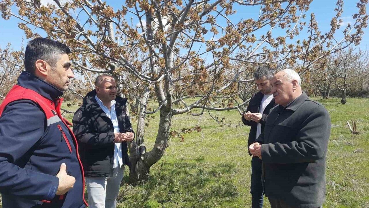 Afyonkarahisar’da tarım alanlarını don vurdu