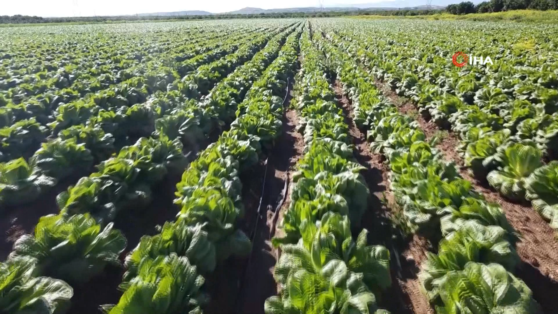 Hadana Marul Dsf.mpg.00 00 33 08.Still001