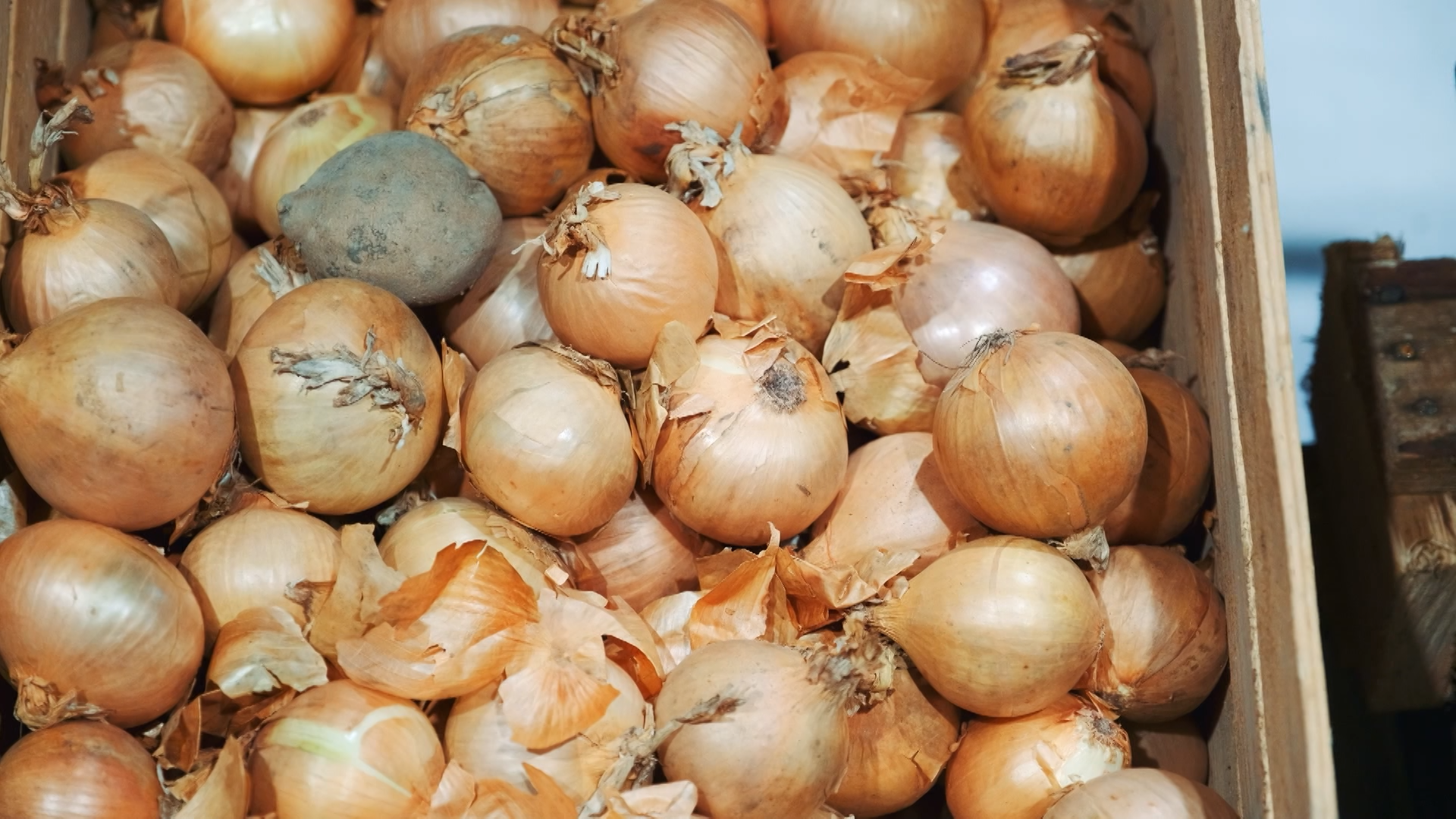 Soğan Dsf.mpg.00 00 14 00.Still001