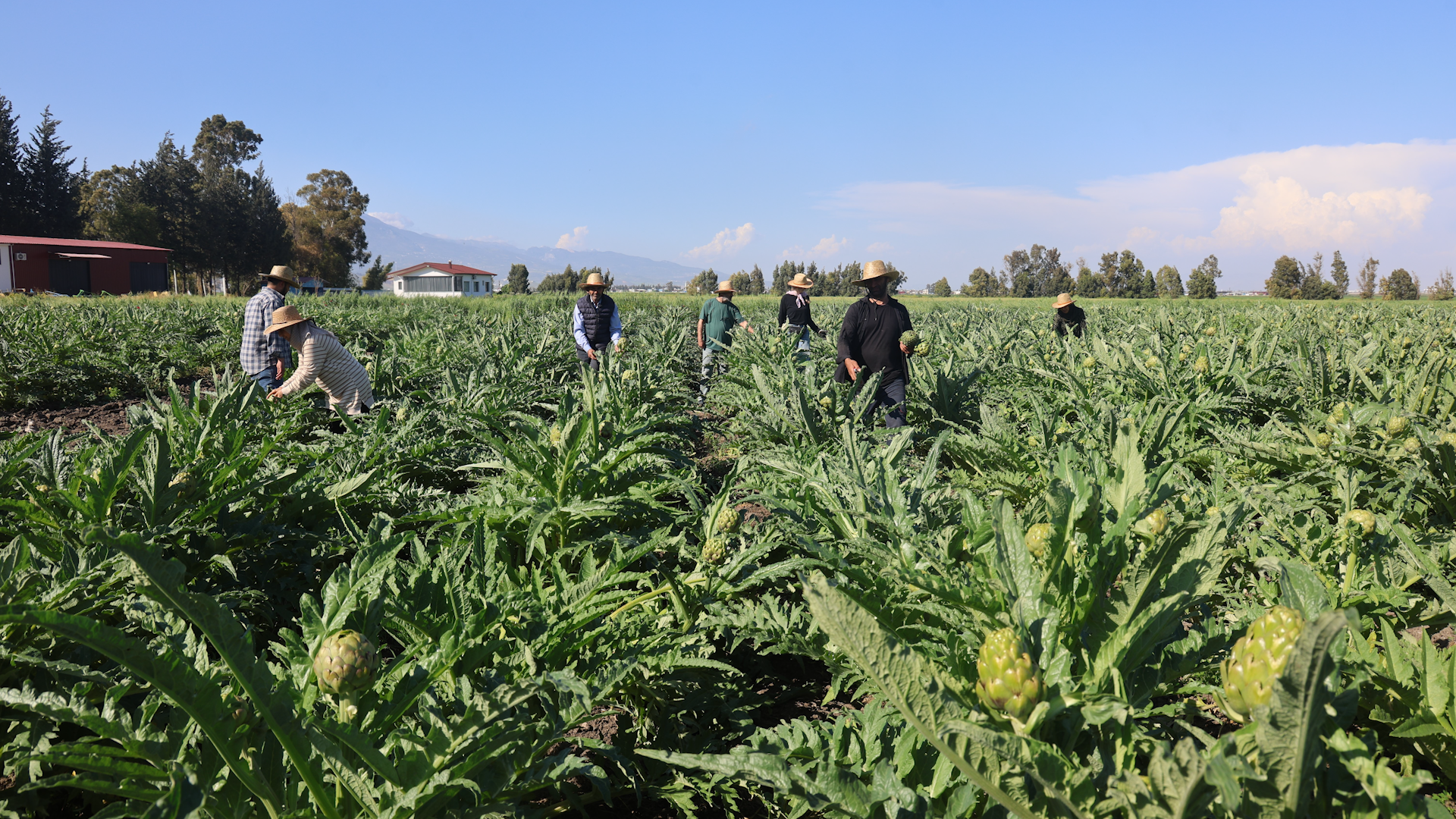 D S F.00 36 07 00. Still2235