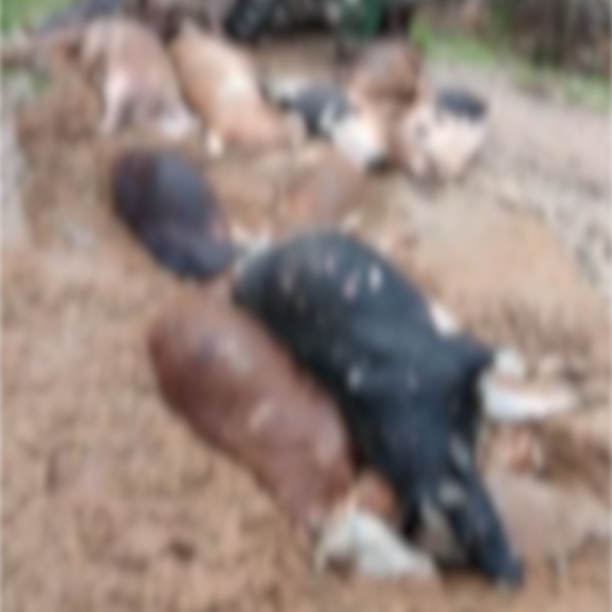 Sequence 29.00 05 03 03.Still170