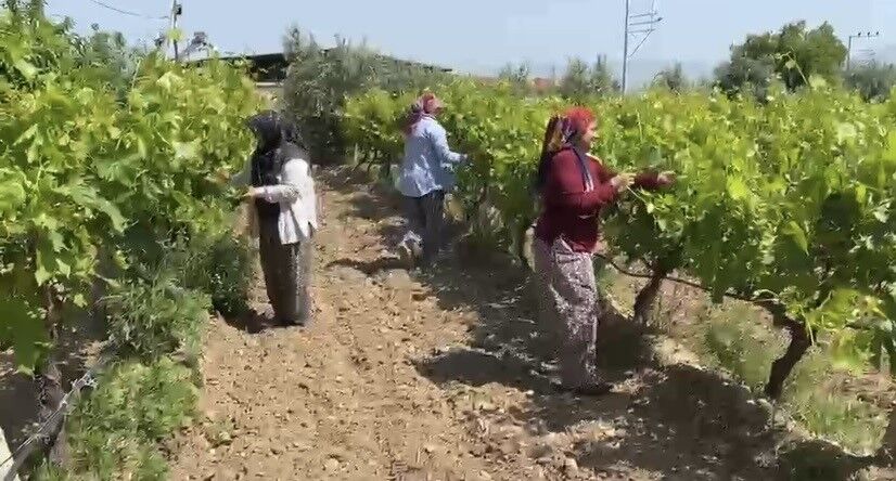 Belgesi olmayan 1 Temmuz'dan sonra zirai ilaç alamayacak