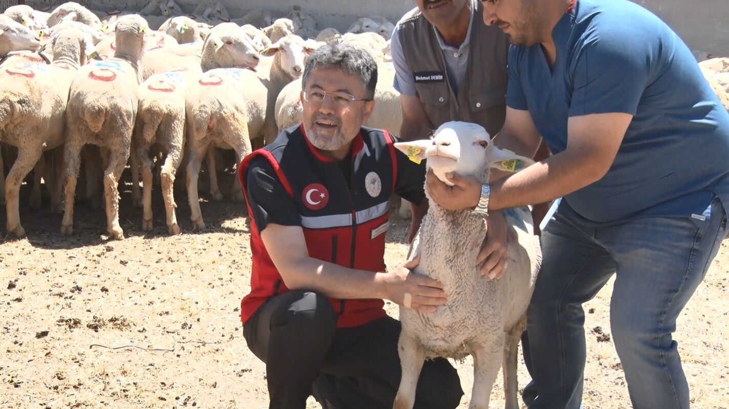Kırsala 160 bin küçükbaş desteği: İlk teslimat yapıldı