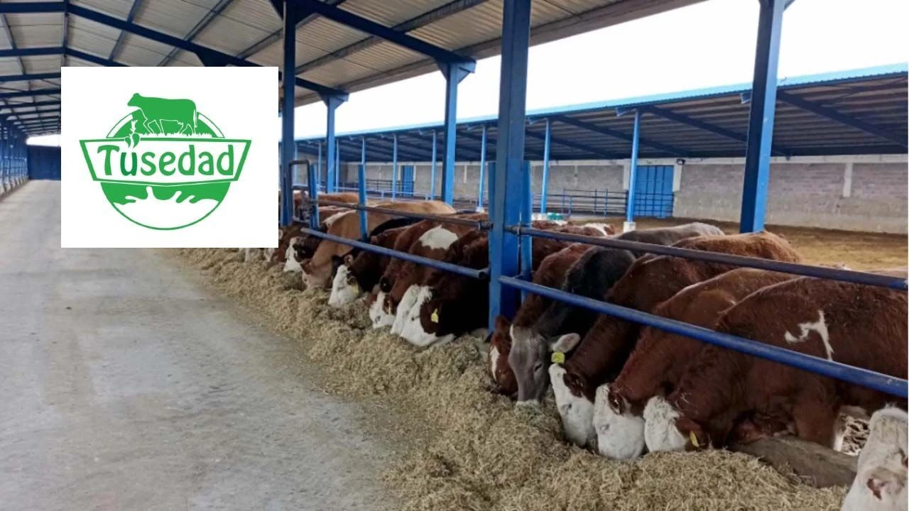 TÜSEDAD açıkladı: Temmuz ayı 1 litre sıcak çiğ süt üretim maliyeti 26,87 TL