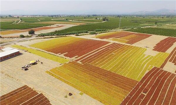 TMO çekirdeksiz kuru üzüm alım fiyatlarını açıkladı: Alımlar 15 Eylül'de başlıyor!