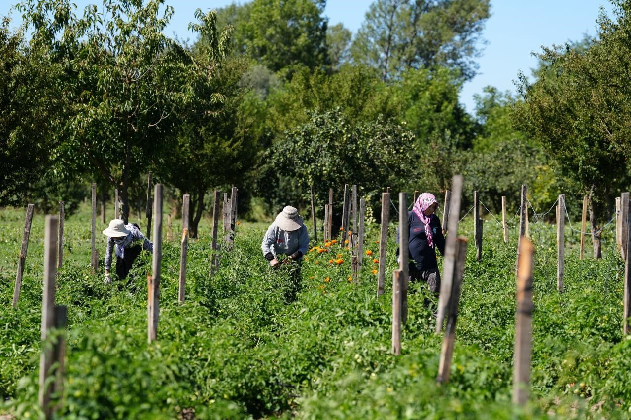Bolu'da Yüz Yıllık Miras İçin Düğmeye Basıldı: Hasat Başladı