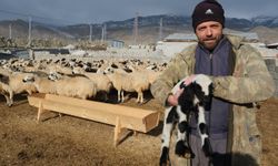 Erzincan tulum peyniri fiyatı ve maliyeti