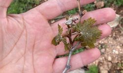 Çiftçilerin cabası yetmedi, don tarım arazilerine büyük zarar verdi