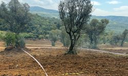 Tarım arazilerinde hisseli satışa dikkat: Yapılan satışlar kanunsuz olabilir