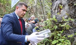 Düzce’de 80 bin böcek salınacak