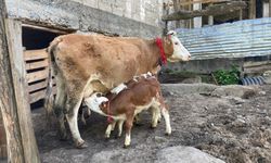 Artvin’de bir inek dördüz doğurdu