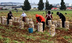 Adana’da Patates Hasadı Başladı: Tarlada Kilogram Fiyatı 22-24 TL