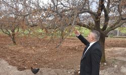 "Verilecek destekler sadece kayısıyı değil, şehrimizin geleceğini ilgilendiriyor"