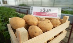 Cipslik Yerli Patates 'Uğur' Tescillendi