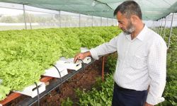 70 Günde yetişen marulu 30 günde topraksız yetiştirmeyi başardı