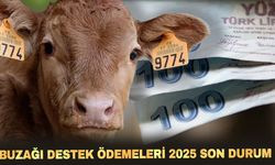 Bakan Yumaklı duyurdu... Buzağı destekleri hesaplara aktarılıyor