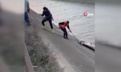 Kars'ta sulama kanalına düşen hayvanlar telef oldu