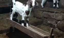 Ahırda salıncak keyfi... Oğlağın eğlenceli anları gülümsetti
