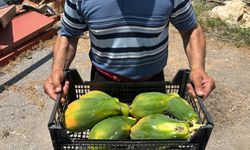 Alanya’da papaya hasadı başladı: Kilosu 100 liraya alıcı buluyor