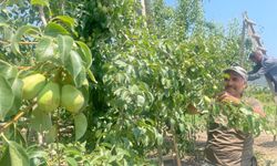 Hasat Öncesi Armut Dalında 40 Lira