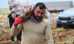 Günde 250 Ton Patates Yüklüyorlar, Aylık 100 Bin TL Kazanıyorlar
