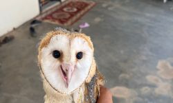 Diyarbakır’da sıcaktan bunalan peçeli baykuş eve sığındı