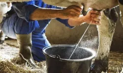 Ulusal Süt Konseyi Çiğ İnek Sütü Tavsiye Satış Fiyatını Belirledi