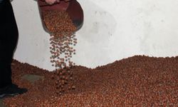Serbest Piyasa Fındık Fiyatı TMO’nun Üzerine Çıktı