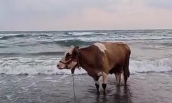 Kavurucu Sıcaktan Bunalan İnek Denize Girdi