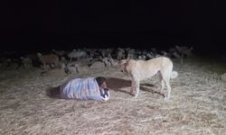 Çobanlardan Kavurucu Sıcakta Gece Otlatma Çözümü