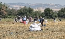 Bursa’da Zarar Eden Çiftçi Patates Tarlasını Vatandaşa Dağıttı