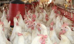 30 Tavukla Başladı, Bin 700 Tavuğa Ulaştı