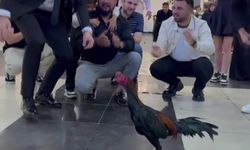 Düğünde Damada 250 bin TL Değerinde Hint Horozu Taktılar