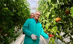 Niğde’de jeotermal enerjiyle ısıtılan seralarda domates hasadı başladı