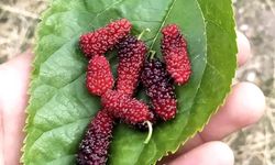 Tunceli’de dut ağacı mevsimi şaşırdı: Kasım ayında meyve verdi