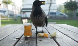 Kocaeli'nin Fenomen Kargası 'Şakir'! Çay İçiyor, Rize Helvası Yiyor...