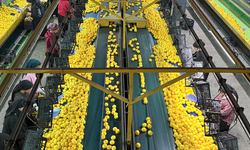 Adana Narenciyesi Yeni Yıl Öncesi Dünyaya Açıldı, Çiftçi Fiyattan Dertli