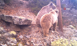 Uzmanlardan Ayı Uyarısı: İç Ege ve Trakya’da Bile Görülüyor