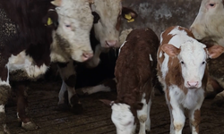 Elazığ’da İkiz Buzağı Sevinci: Yeni Yıl Öncesi Doğan Buzağılar Üreticinin Yüzünü Güldürdü