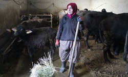 11 Mandayla Başladı, Çorum’u Mandacılıkta Marka Yapmaya Hazırlanıyor