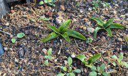 Toprağın Altındaki Sır, Eskişehir’de Gün Yüzüne Çıkıyor