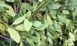 Avrupa’nın Peşine Düştüğü Yeşil Hazine: Antalya’da Bir Köyün Kaderini Değiştiren Yaprak