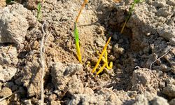 Konya Ovası’nda Sessiz Tehlike: Yağışlar Alarm Veriyor, Uzmanlardan Kritik Uyarı