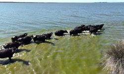 Türkiye’de Manda Popülasyonu Hızla Azalıyor