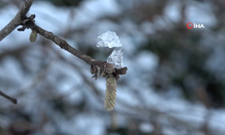 Karadeniz’de Kar Yağışı Fındık ve Tarım Ürünlerine Can Suyu Oldu