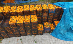 Hatay’da Mandalina Tarlada 2 TL, Markette 35 TL: Çiftçi Zararına Satıyor