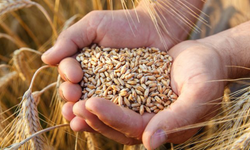 Bitkisel Üretim Bir Önceki Yıla Göre Azaldı