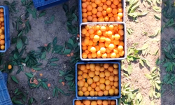 Kozan Portakalında Hasat Başladı