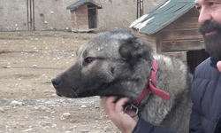 Kurtlar Şehre İndi, Alarm Verildi: “Fare Yiyen Kurt Büyük Tehlikenin Habercisi”