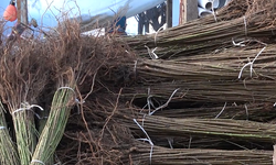 İnegöl’den Dünyaya Giden Fidanların Sırrı Ortaya Çıktı